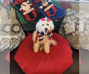 Maltipoo Puppy for sale in BELDING, MI, USA