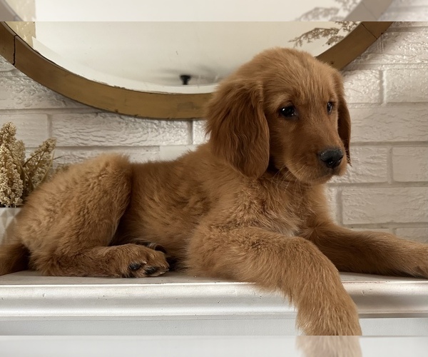Medium Photo #4 Golden Retriever Puppy For Sale in DENTON, TX, USA