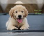 Small Photo #24 Golden Retriever Puppy For Sale in KEMP, TX, USA