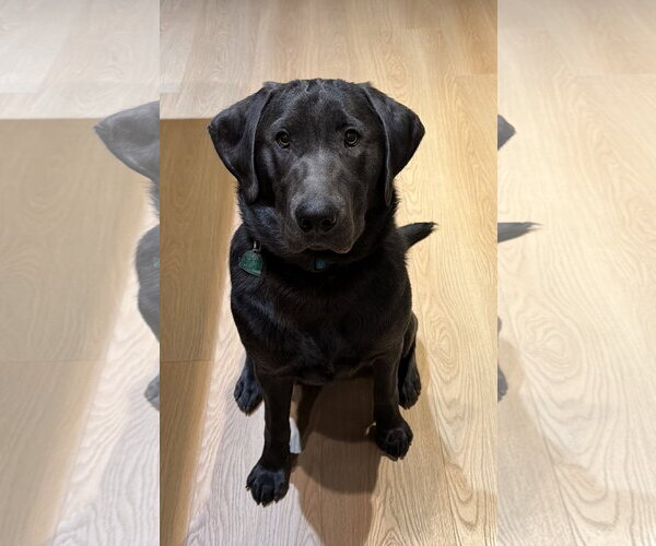 Medium Photo #1 Labrador Retriever Puppy For Sale in Des Moines, IA, USA