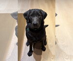 Small Labrador Retriever