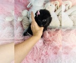 Pomeranian Near - Female Pomeranian Puppy for Sale - Small photo