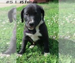Small #11 Sheprador