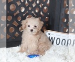 Small Maltipoo (Miniature)