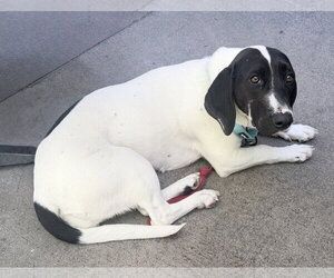 Pickle (Sacramento) - Female Basset Hound-Unknown Mix Dog for Adoption - Photo #4