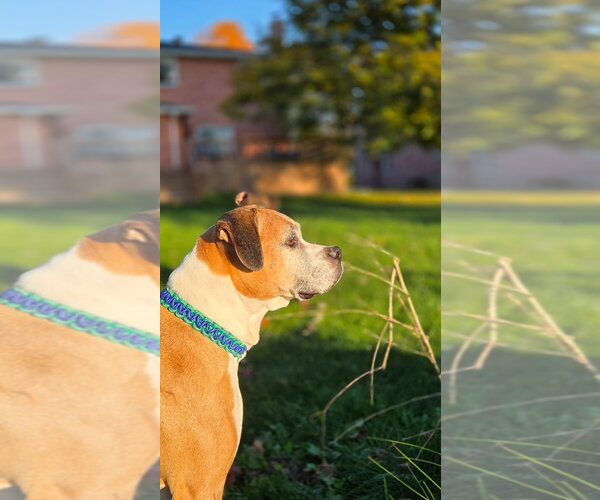 Medium Photo #4 Boxer Puppy For Sale in Brights Grove, Ontario, Canada