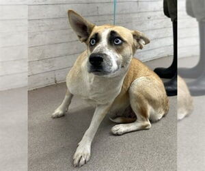 German Shepherd Dog-Unknown Mix Dogs for adoption in San Bernardino, CA, USA