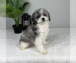 Small Photo #7 Cockapoo Puppy For Sale in FRANKLIN, IN, USA