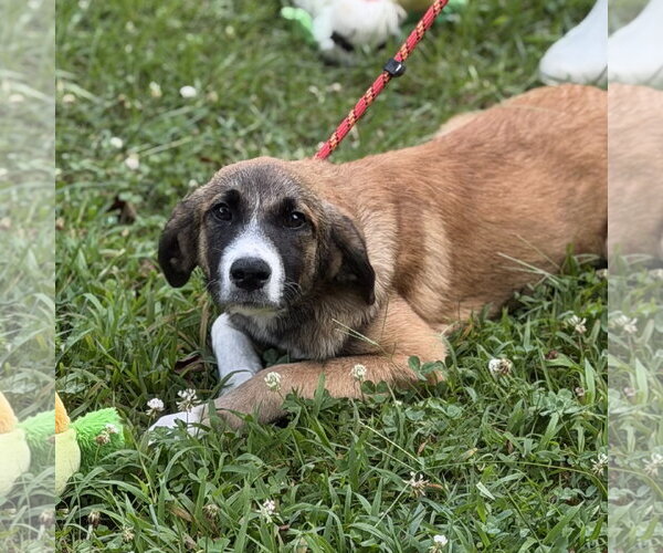 Medium Photo #2 Mutt Puppy For Sale in Yardley, PA, USA