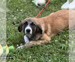 Small #1 Mutt
