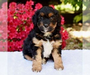 Doberman Pinscher Puppy for sale in SUNBURY, PA, USA