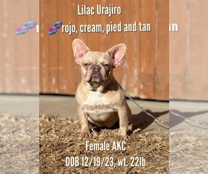 French Bulldog Puppy for Sale in OJAI, California USA