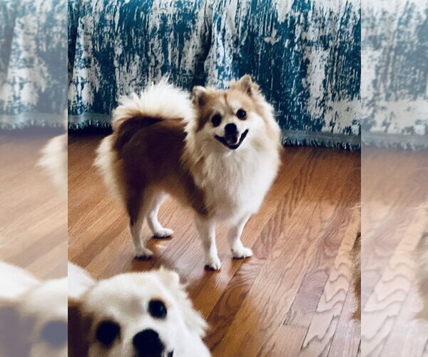 Medium Photo #1 Pomimo Puppy For Sale in San Diego , CA, USA