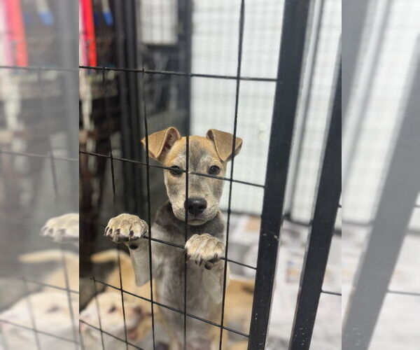 Medium Photo #5 Chihuahua-Huskies  Mix Puppy For Sale in Mukwonago, WI, USA