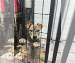 Small #4 Chihuahua-Huskies  Mix