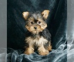 Small #2 Yorkshire Terrier