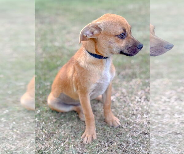 Medium Photo #9 Chug Puppy For Sale in PIPE CREEK, TX, USA