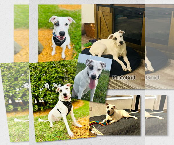 Medium Photo #10 Mutt Puppy For Sale in Naples, FL, USA