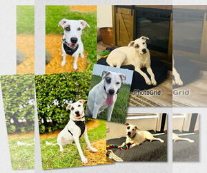 Flop - Male Mutt Dog for Adoption - Photo #10