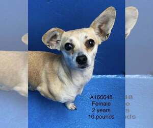 Chihuahua-Unknown Mix Dogs for adoption in Calgary, Alberta, Canada