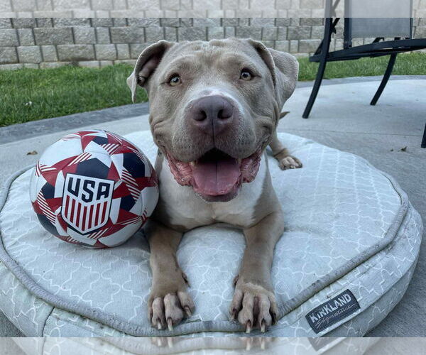 Medium Photo #2 American Bulldog-Unknown Mix Puppy For Sale in Omaha, NE, USA