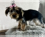 Small #4 Yorkshire Terrier