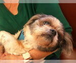 Small Shih Tzu Mix