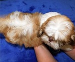 Small Photo #5 Shih Tzu Puppy For Sale in ENKA, NC, USA
