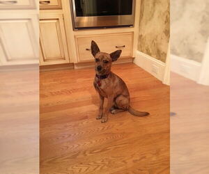 Chihuahua-Unknown Mix Dogs for adoption in Taunton, MA, USA