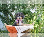 Small #5 Poodle (Toy)