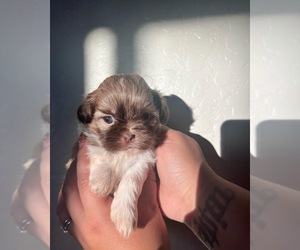 Shih Tzu Puppy for sale in WOODLAKE, CA, USA