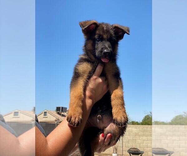 Medium Photo #4 German Shepherd Dog Puppy For Sale in PEORIA, AZ, USA