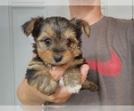 Small Photo #43 Yorkshire Terrier Puppy For Sale in MANES, MO, USA