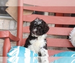 Small Photo #3 F2 Aussiedoodle Puppy For Sale in ADOLPHUS, KY, USA