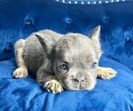 Small Photo #7 French Bulldog Puppy For Sale in TALLAHASSEE, FL, USA