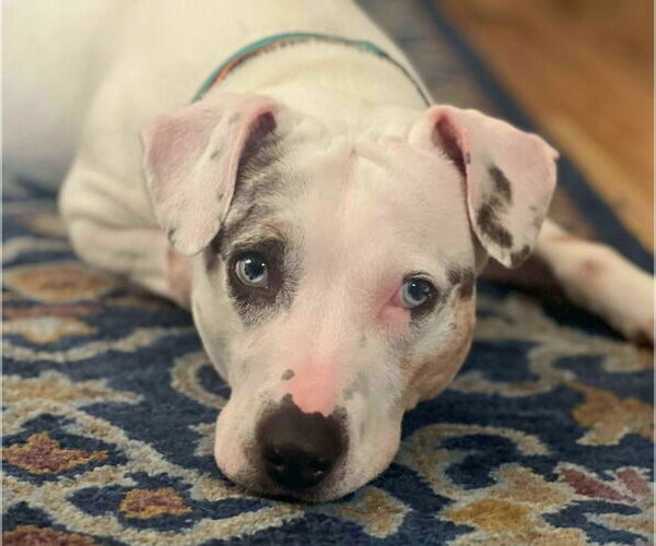 Medium Photo #4 Jack Russell Terrier-Unknown Mix Puppy For Sale in Pompano Beach , FL, USA