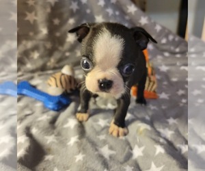 Boston Terrier Puppy for sale in ROOTSTOWN, OH, USA