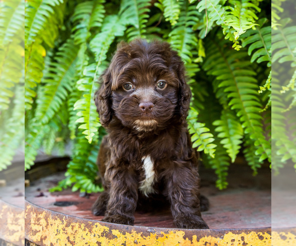 Medium Photo #1 Cocker Spaniel-Poodle (Miniature) Mix Puppy For Sale in WAKARUSA, IN, USA