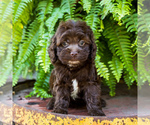 Small Photo #1 Cocker Spaniel-Poodle (Miniature) Mix Puppy For Sale in WAKARUSA, IN, USA