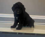Small Photo #62 Bernedoodle-Labradoodle Mix Puppy For Sale in MILFORD, NJ, USA