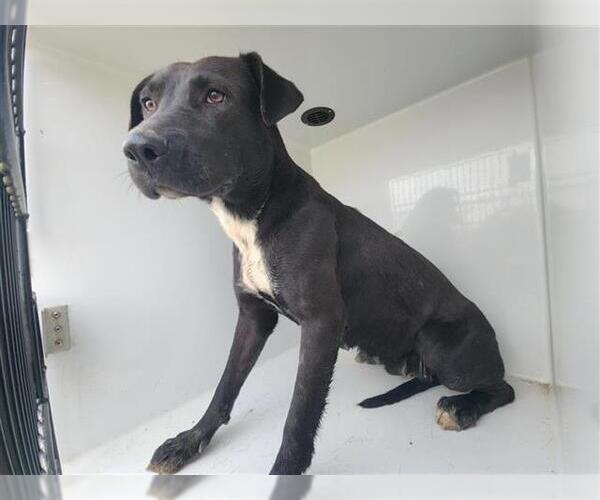 Medium Photo #1 Labrador Retriever-Staffordshire Bull Terrier Mix Puppy For Sale in Houston, TX, USA