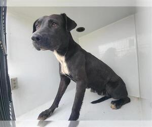 Labrador Retriever-Staffordshire Bull Terrier Mix Dogs for adoption in Houston, TX, USA