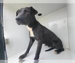 Small Labrador Retriever-Staffordshire Bull Terrier Mix