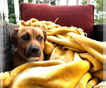 Small Photo #2 Mutt Puppy For Sale in Hinton, WV, USA