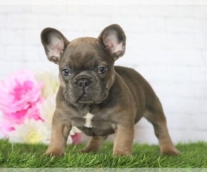 French Bulldog Puppy for sale in FREDERICKSBG, OH, USA