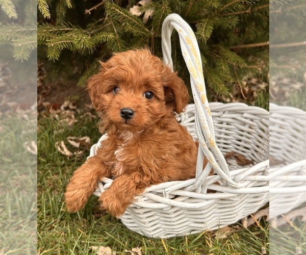 Medium Photo #2 Cavapoo Puppy For Sale in MIDDLEBURY, IN, USA