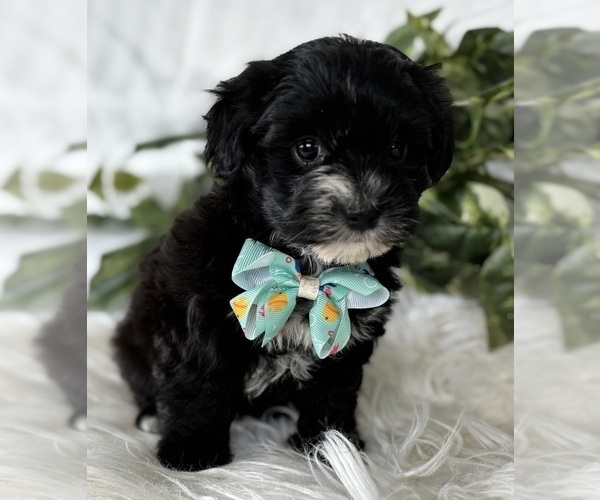 Medium Photo #21 Morkie Puppy For Sale in ROCK STREAM, NY, USA