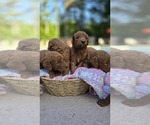 Small #5 Goldendoodle