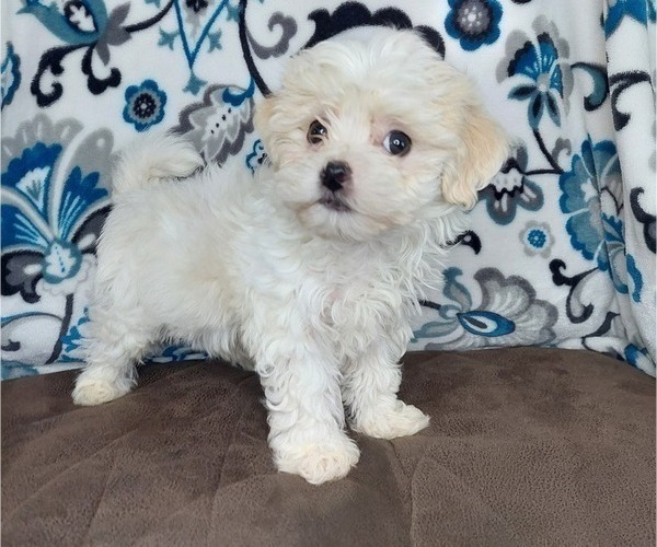 Medium Photo #1 Maltipoo Puppy For Sale in ELKTON, KY, USA
