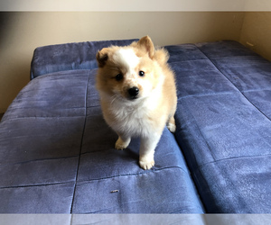 Pomeranian Puppy for sale in SAN FRANCISCO, CA, USA